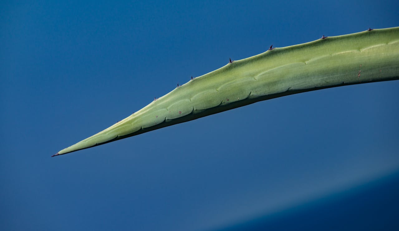 Detailed close-up of a green aloe vera leaf against a smooth blue background.
